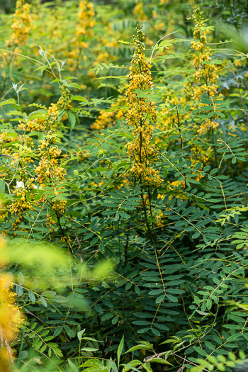 image of Senna hebecarpa, Northern Wild Senna