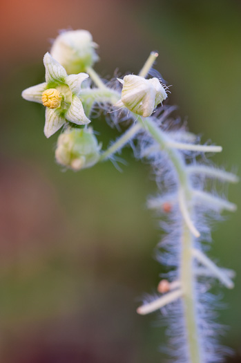 image of Sicyos angulatus, Bur-cucumber, Star-cucumber, Nimble-Kate