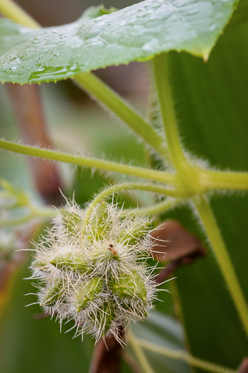 image of Sicyos angulatus, Bur-cucumber, Star-cucumber, Nimble-Kate