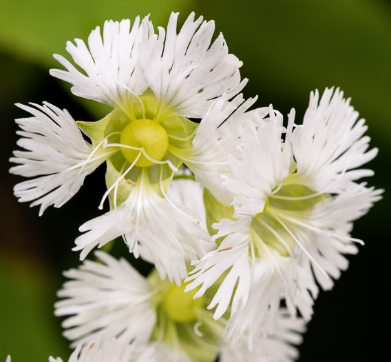 image of Silene stellata, Starry Campion, Widow's-frill