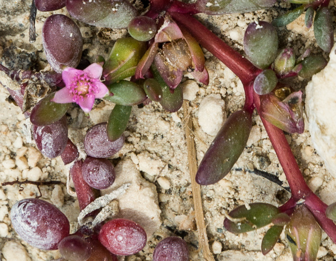 image of Sesuvium portulacastrum, Large Sea-purslane, Shoreline Sea-purslane