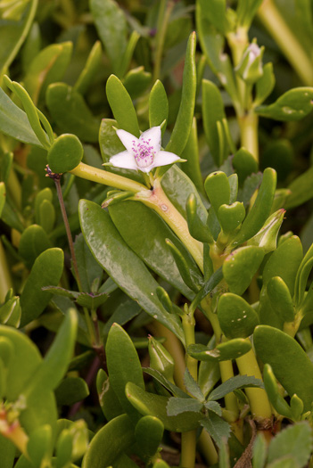 image of Sesuvium portulacastrum, Large Sea-purslane, Shoreline Sea-purslane