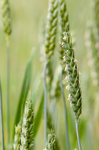 spikelet