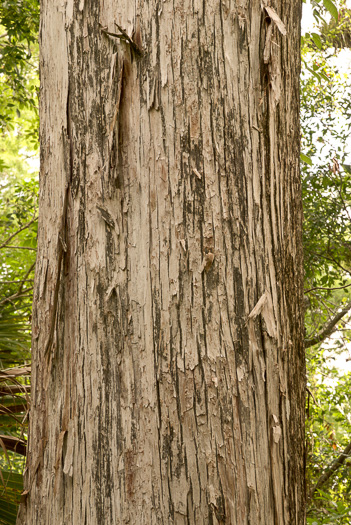 image of Taxodium ascendens, Pond Cypress