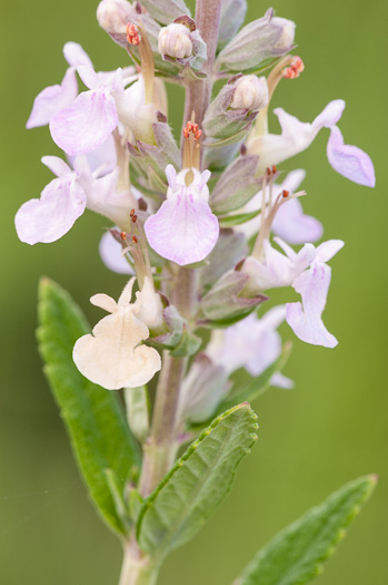 image of Teucrium canadense var. canadense, American Germander, Wood Sage, Common Germander