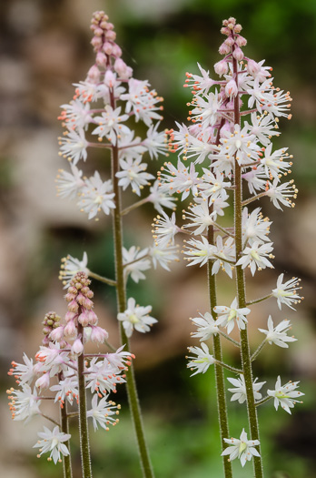 Tiarella cordifolia, Piedmont Foamflower, Heartleaf Foamflower