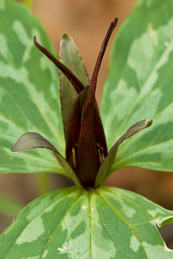 image of Trillium cuneatum, Little Sweet Betsy, Purple Toadshade