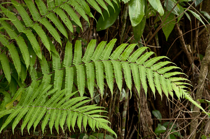 image of Christella dentata, Downy Maiden-fern, Soft Fern, Downy Shield-fern