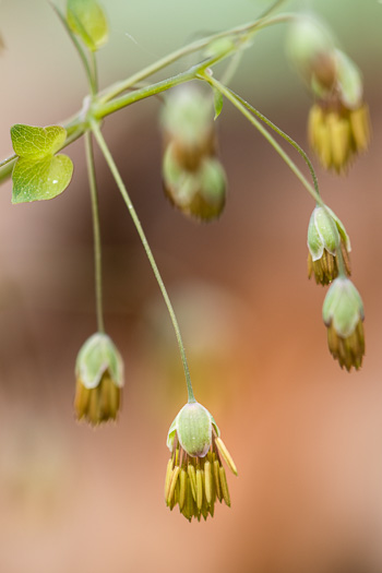 image of Thalictrum dioicum, Early Meadowrue