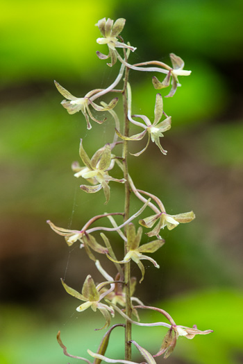 image of Tipularia discolor, Cranefly Orchid