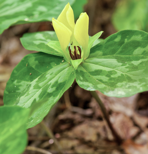 image of Trillium discolor, Pale Yellow Trillium, Faded Trillium, Small Yellow Toadshade, Savannah River Trillium