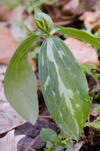 image of Trillium lancifolium, Lanceleaf Trillium, Narrowleaf Trillium