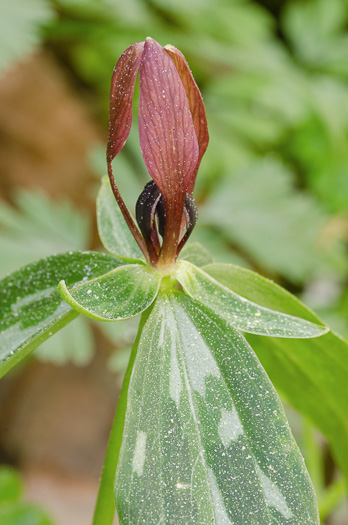 image of Trillium lancifolium, Lanceleaf Trillium, Narrowleaf Trillium