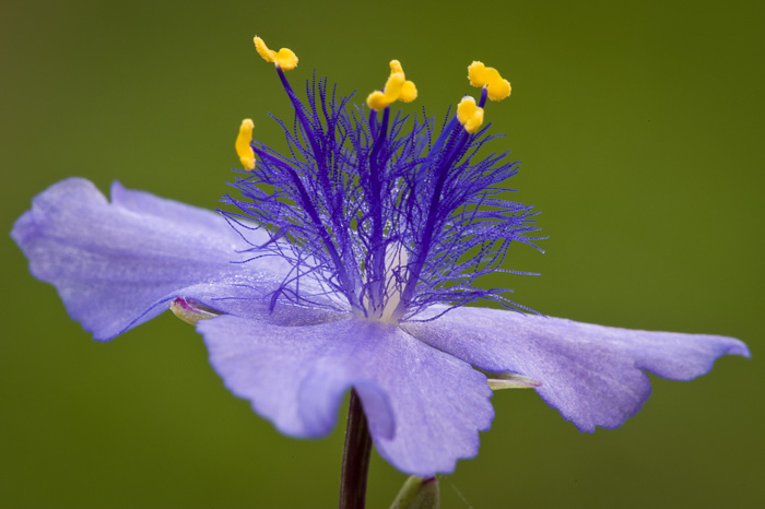 stamen