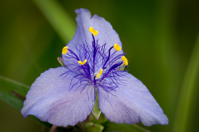 image of Tradescantia ohiensis, Smooth Spiderwort, Ohio Spiderwort