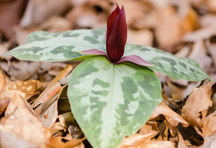 image of Trillium reliquum, Relict Trillium