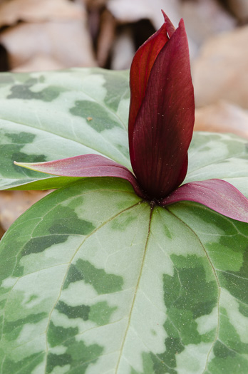 image of Trillium reliquum, Relict Trillium