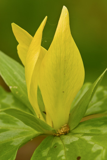 image of Trillium luteum, Yellow Trillium, Yellow Toadshade, Lemon-scented Trillium, Wax Trillium