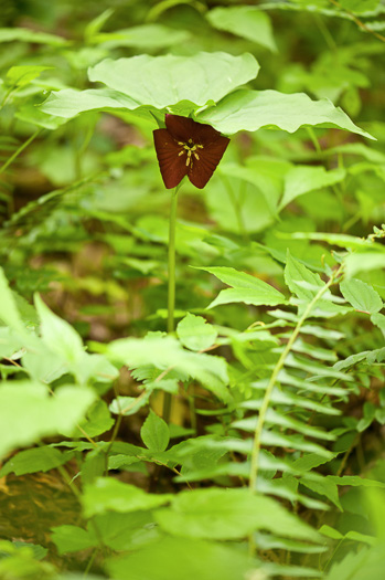 image of Trillium vaseyi, Vasey's Trillium, Sweet Trillium, Sweet Beth