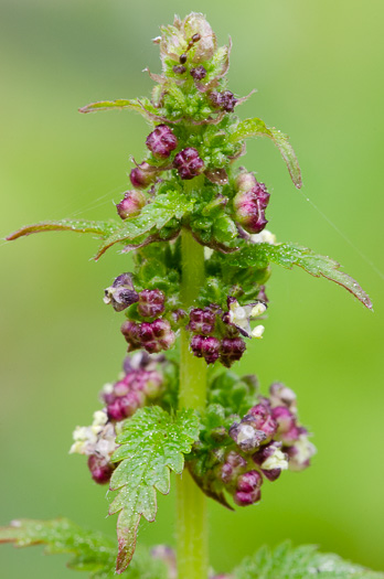 Urtica chamaedryoides, Weak Nettle, Dwarf Stinging Nettle, Heartleaf Nettle