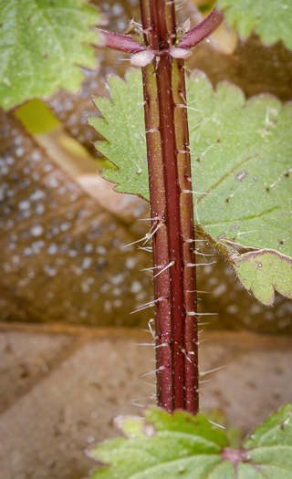 Urtica chamaedryoides, Weak Nettle, Dwarf Stinging Nettle, Heartleaf Nettle