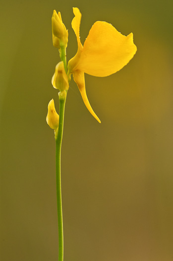 image of Utricularia cornuta, Horned Bladderwort