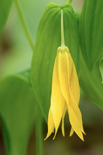 Uvularia grandiflora, Large-flowered Bellwort