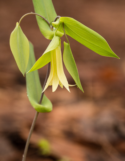 Perfoliate Bellwort