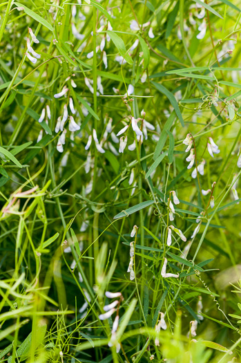 image of Vicia acutifolia, Sand Vetch, Fourleaf Vetch