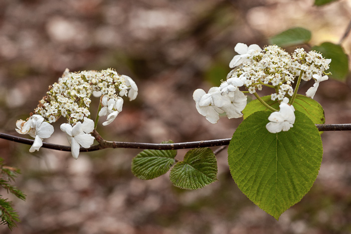 image of Viburnum lantanoides, Witch Hobble, Moosewood, Hobblebush, Tangle-legs