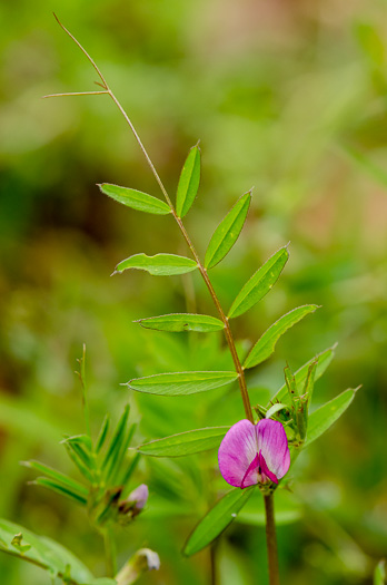 image of Vicia sativa ssp. nigra, Narrowleaf Vetch, Garden Vetch