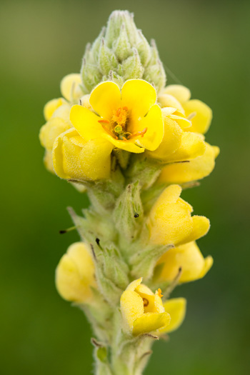 image of Verbascum thapsus ssp. thapsus, Woolly Mullein, Common Mullein, Flannel-plant, Velvet-plant