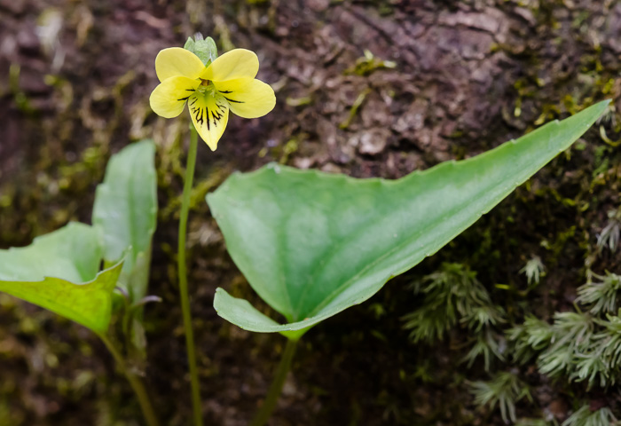 image of Viola hastata, Halberdleaf Violet, Halberdleaf Yellow Violet, Spearleaf Violet, Silverleaf Violet