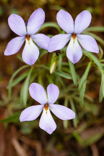 image of Viola pedata var. pedata, Common Birdsfoot Violet