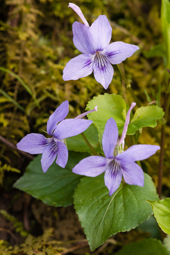 image of Viola rostrata, Longspur Violet