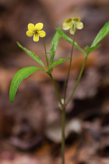 image of Viola tripartita, Threepart Violet, Three-parted Yellow Violet