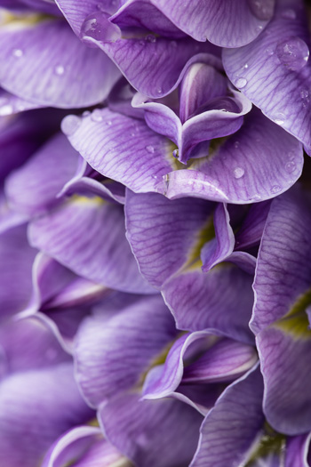 image of Wisteria frutescens var. frutescens, American Wisteria, Swamp Wisteria, Atlantic Wisteria