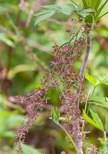 image of Xanthorhiza simplicissima, Yellowroot