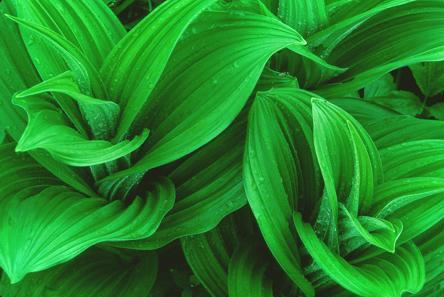 image of Veratrum viride, White-hellebore, Indian Poke, Green Hellebore, Cornhusk Lily