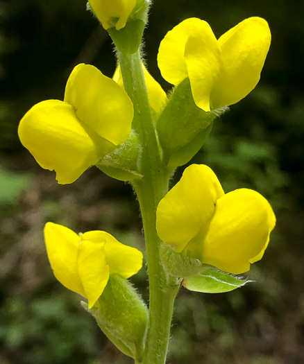 image of Thermopsis villosa, Aaron's Rod, Blue Ridge Golden-banner, Hairy Bush Pea