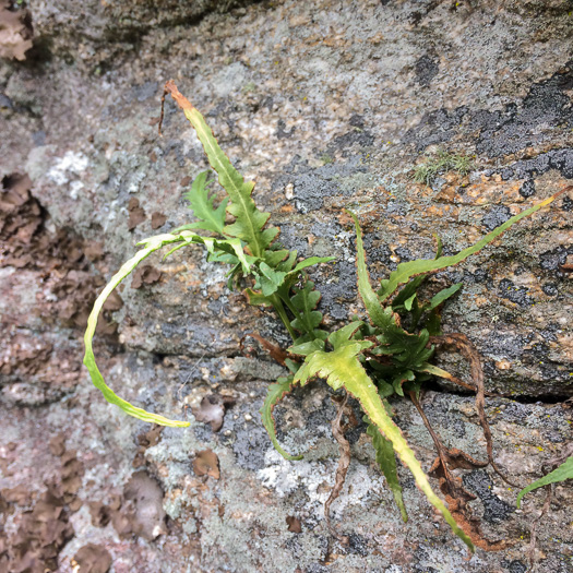 image of Asplenium pinnatifidum, Lobed Spleenwort