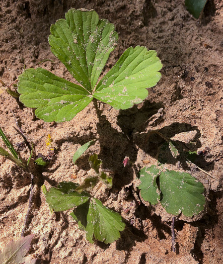 image of Waldsteinia fragarioides, Northern Barren Strawberry