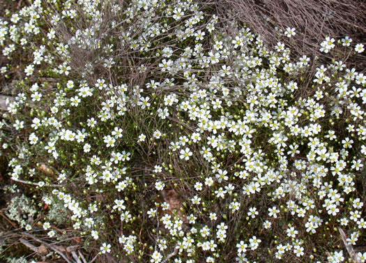 image of Geocarpon glabrum, Appalachian Sandwort