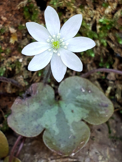 Hepatica americana, Round-lobed Hepatica, Round-lobed Liverleaf