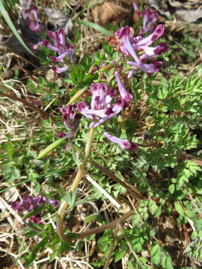 Corydalis incisa, Incised Fumewort, Purple Keman