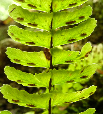 image of Asplenium monanthes, Single-sorus Spleenwort, One-sorus Spleenwort