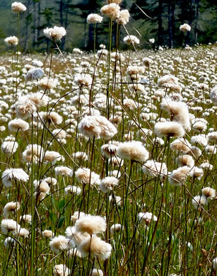 image of Eriophorum virginicum, Tawny Cottongrass, Tawny Cottonsedge, Cat's-paw