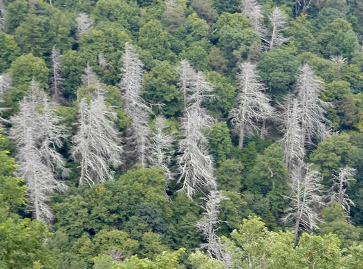 image of Tsuga canadensis, Eastern Hemlock, Canada Hemlock, Spruce Pine, Hemlock Spruce