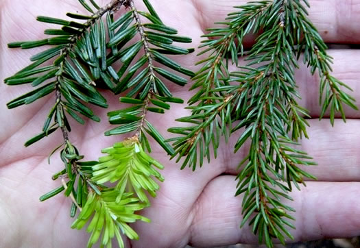 image of Abies fraseri, Fraser Fir, She Balsam, Southern Balsam