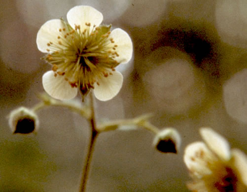 image of Geum geniculatum, Bent Avens